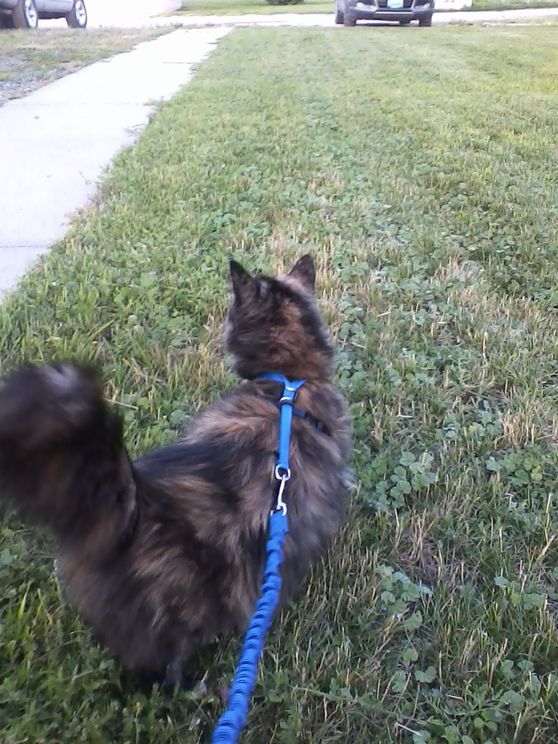 Illustration for article titled Walking my cat
